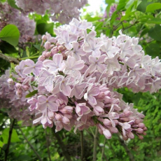 Тишина (нет в наличии) - лпх-первомайское.рф