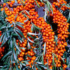 Огниво - лпх-первомайское.рф