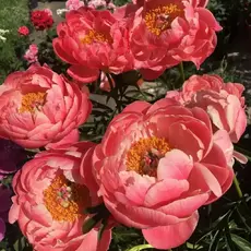 Корал чарм - лпх-первомайское.рф