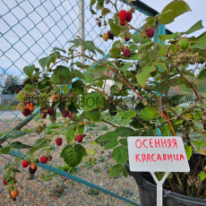 Малина Осенняя красавица ( нет в наличии) - лпх-первомайское.рф
