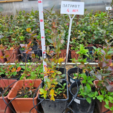 Патриот( нет в наличии) - лпх-первомайское.рф
