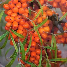 Чуйская - лпх-первомайское.рф