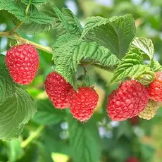 Малина Вайолет - лпх-первомайское.рф