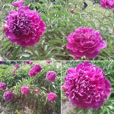 Феликс краусс - лпх-первомайское.рф