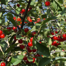 Щедрая - лпх-первомайское.рф