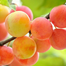 Абрикос Персиковый - лпх-первомайское.рф