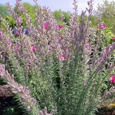 Мирикария - лпх-первомайское.рф