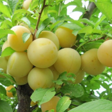 Пирамидальная (нет в наличии) - лпх-первомайское.рф