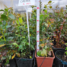 Сиерра (нет в наличии) - лпх-первомайское.рф