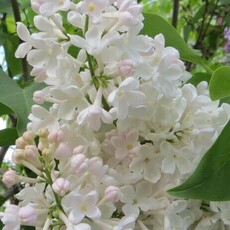  Петербурженка - лпх-первомайское.рф