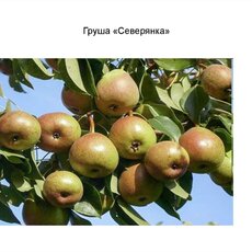 Груша Северянка - лпх-первомайское.рф