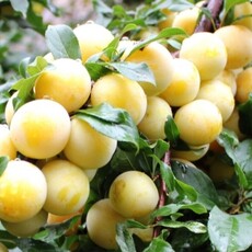  Белоснежка - лпх-первомайское.рф