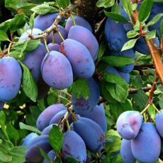  Чебаркульская (нет в наличии) - лпх-первомайское.рф