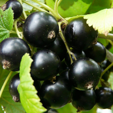 Смородина Радужная - лпх-первомайское.рф