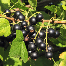 Смородина Кавалер - лпх-первомайское.рф