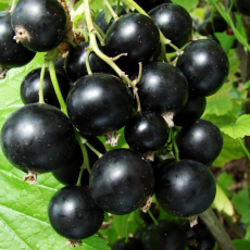 Смородина Викторина  - лпх-первомайское.рф