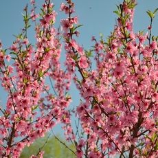 Миндаль (Анюта) - лпх-первомайское.рф