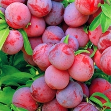 Уральские зори - лпх-первомайское.рф