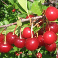 Пламенная  - лпх-первомайское.рф