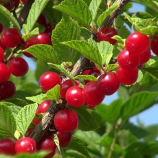 Царевна (нет в наличии) - лпх-первомайское.рф