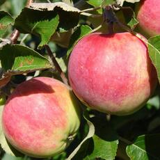 Яблоня Аромат уктуса 3х-лет - лпх-первомайское.рф