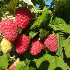 Малина Соколица - лпх-первомайское.рф