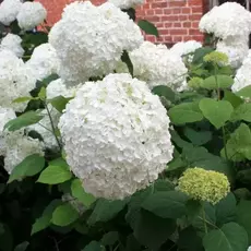 Гортензия древовидная ( Анабель) 4Х лет - лпх-первомайское.рф