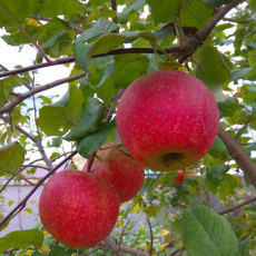 Яблоня Краса свердловска 3х-лет - лпх-первомайское.рф