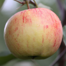 Яблоня Румянка свердловская 3х-лет - лпх-первомайское.рф