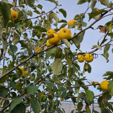 Яблоня Уральское наливное 2х-лет  - лпх-первомайское.рф