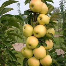 Медок( нет в наличии) - лпх-первомайское.рф