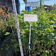 Йошта (Моро)  - лпх-первомайское.рф