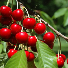 Желанная - лпх-первомайское.рф