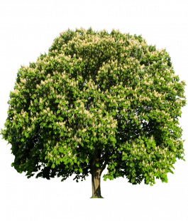 ДЕРЕВЬЯ ЛИСТВЕННЫЕ - лпх-первомайское.рф