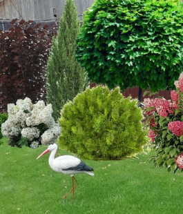 Декоративные - лпх-первомайское.рф