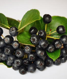 Черноплодная рябина - лпх-первомайское.рф