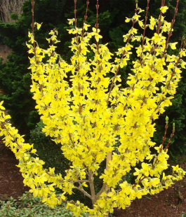 Форзиция - лпх-первомайское.рф