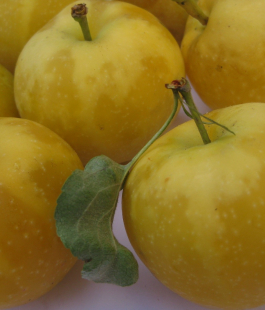 Ранетка - лпх-первомайское.рф