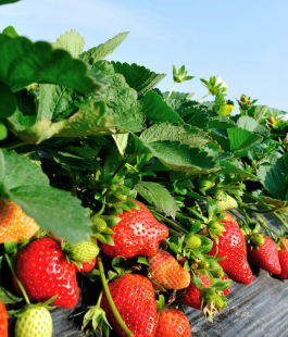 Сезонный сорт - лпх-первомайское.рф