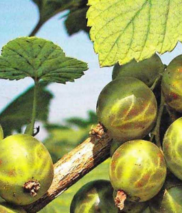 Зелёная - лпх-первомайское.рф