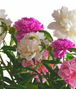 ПИОНЫ - лпх-первомайское.рф