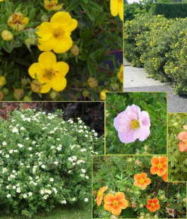 Курильский чай - лпх-первомайское.рф