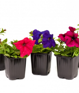 ЦВЕТЫ - лпх-первомайское.рф