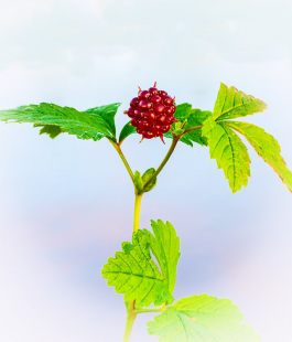 Княженика - лпх-первомайское.рф