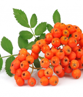 Рябина красная привитая - лпх-первомайское.рф