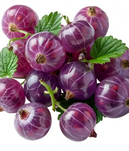 Йошта (гибрид смородины и крыжовника) - лпх-первомайское.рф