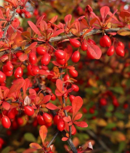 Барбарис - лпх-первомайское.рф