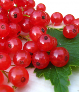 Красная - лпх-первомайское.рф