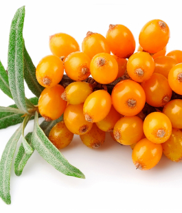 Облепиха - лпх-первомайское.рф