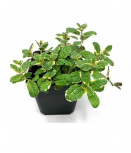 Мята в ассортименте - лпх-первомайское.рф